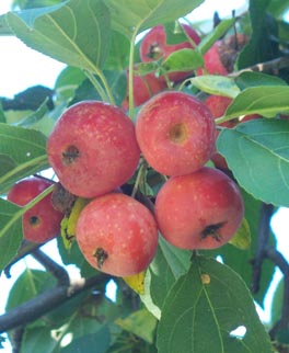 Crabapples